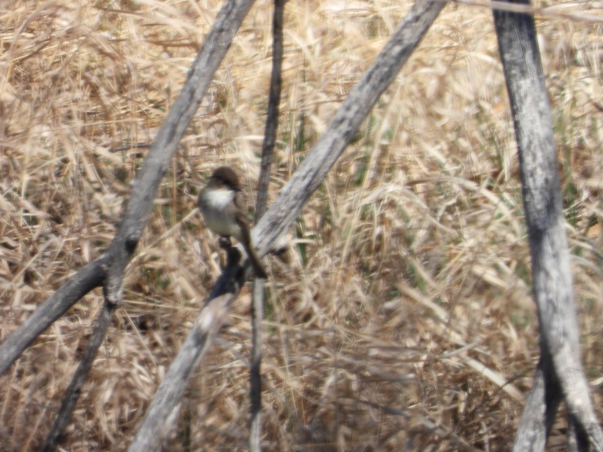 Eastern Phoebe - John Amoroso