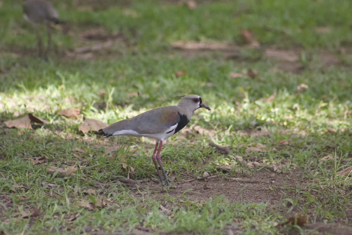 Southern Lapwing - Rachel Jalbert