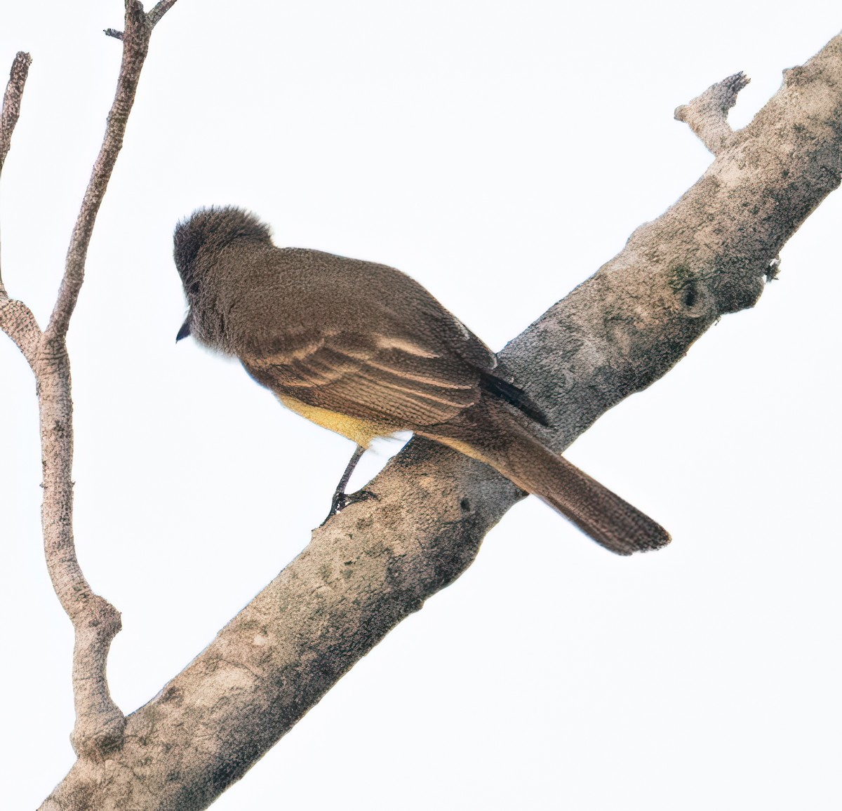 Great Crested Flycatcher - ML616520776