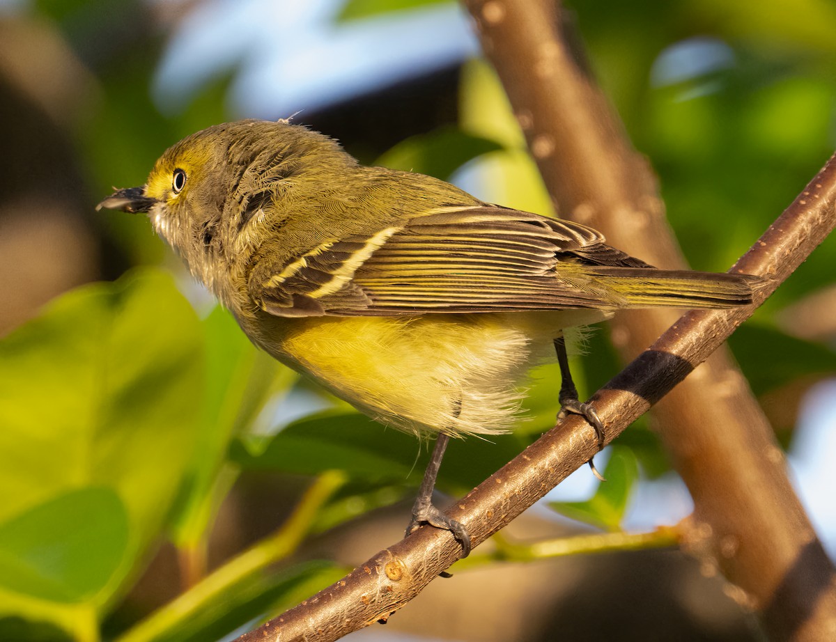 White-eyed Vireo - ML616520786