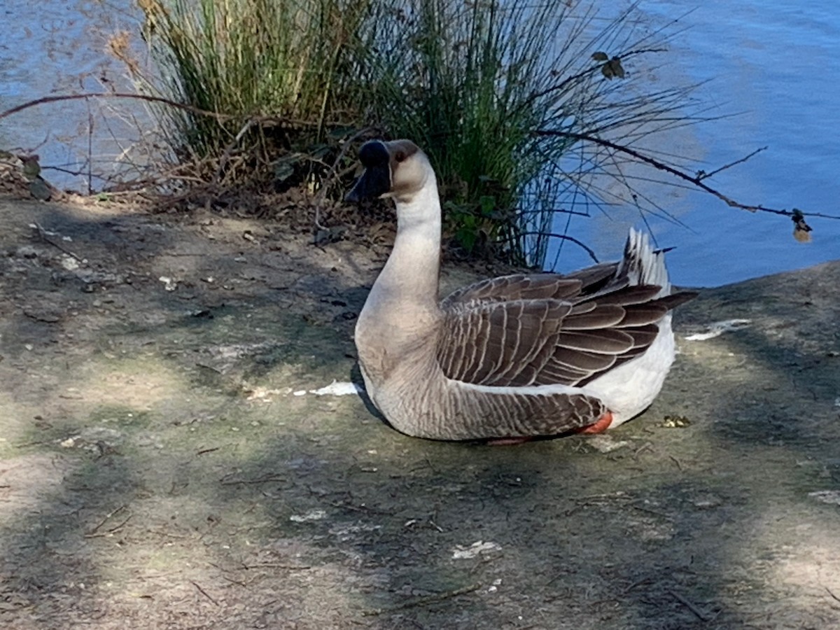 Swan Goose (Domestic type) - ML616520790
