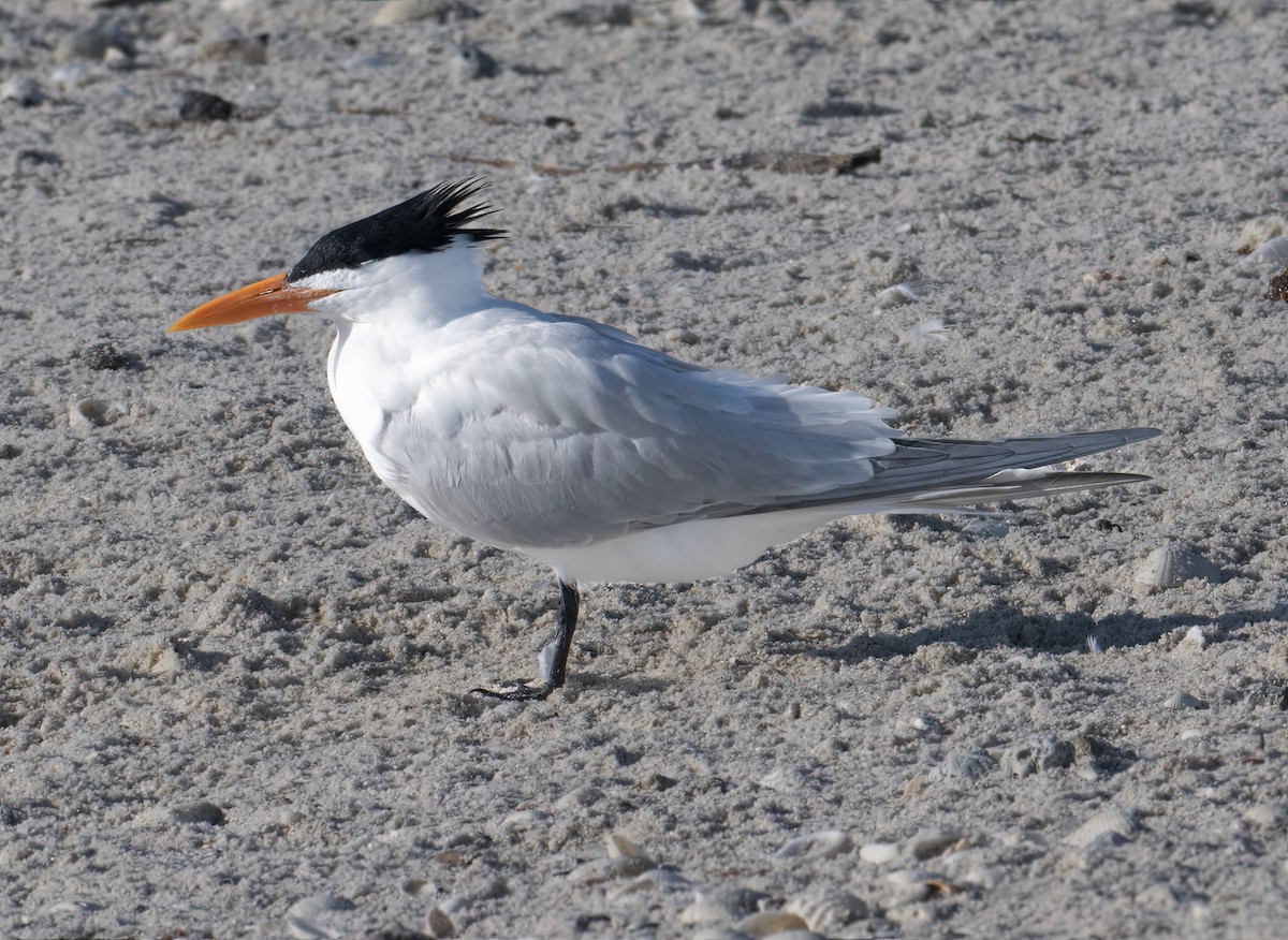 Royal Tern - ML616520828