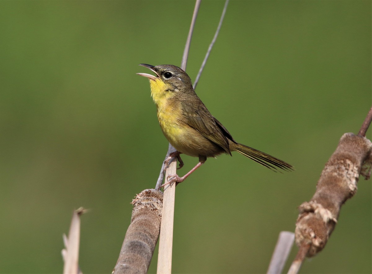 Gray-crowned Yellowthroat - FELIPE SAN MARTIN