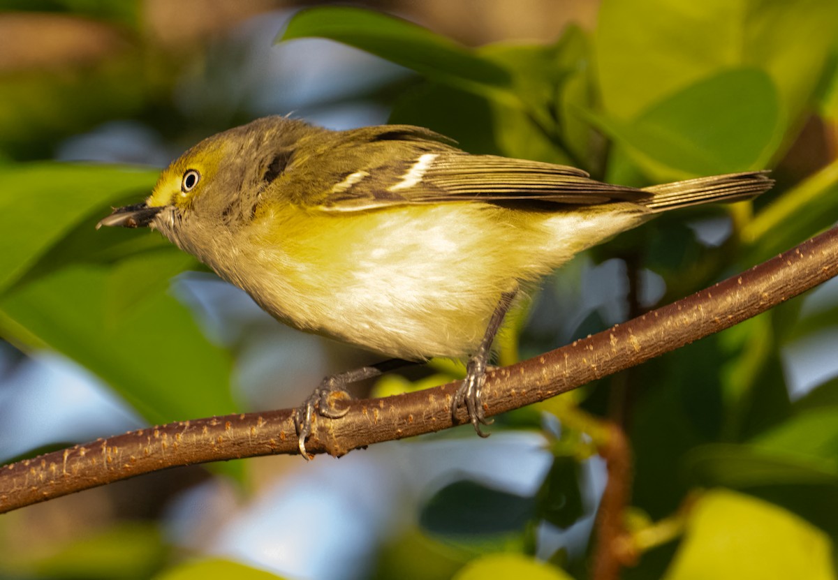 White-eyed Vireo - ML616520836