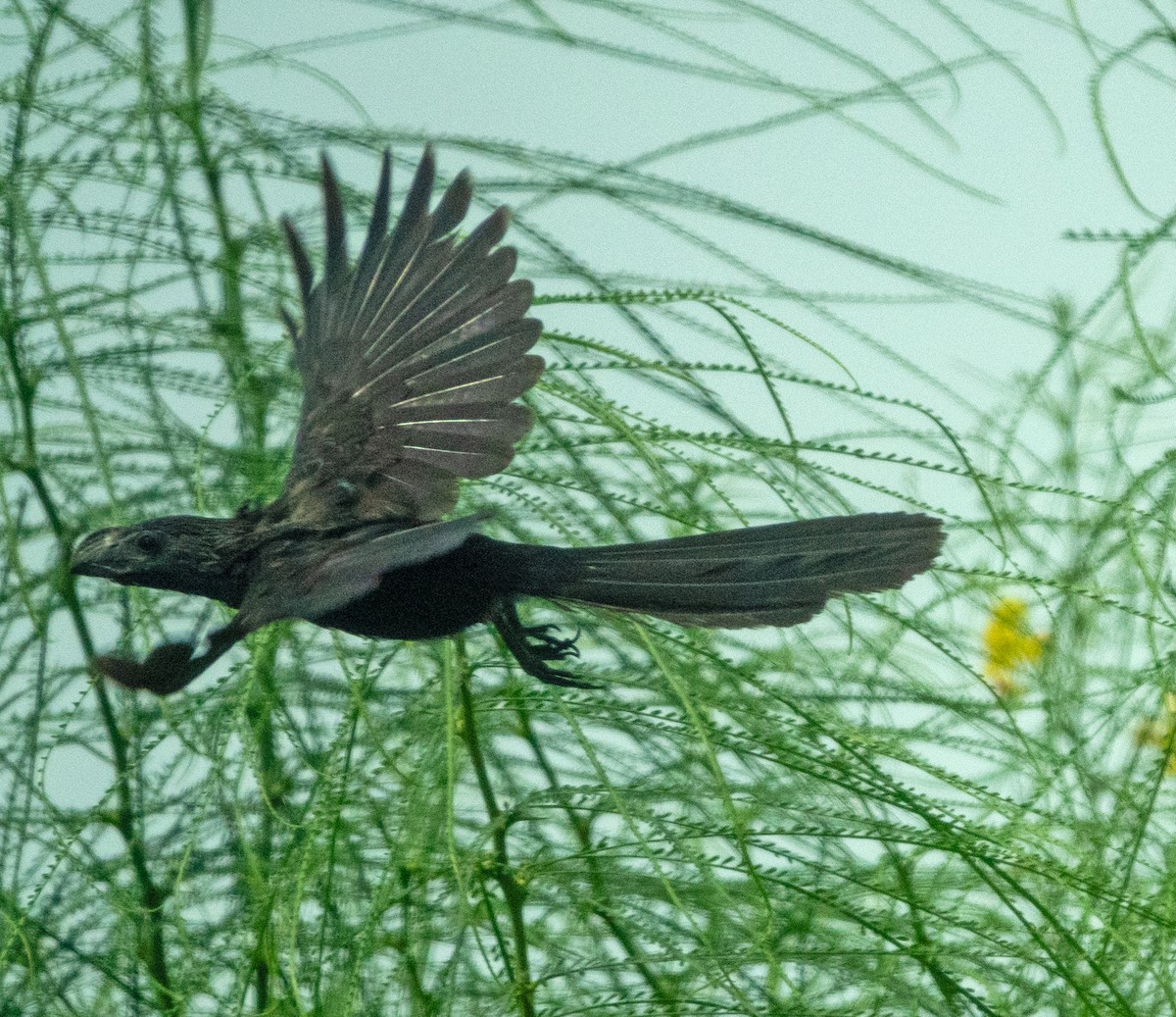 Groove-billed Ani - ML616520838