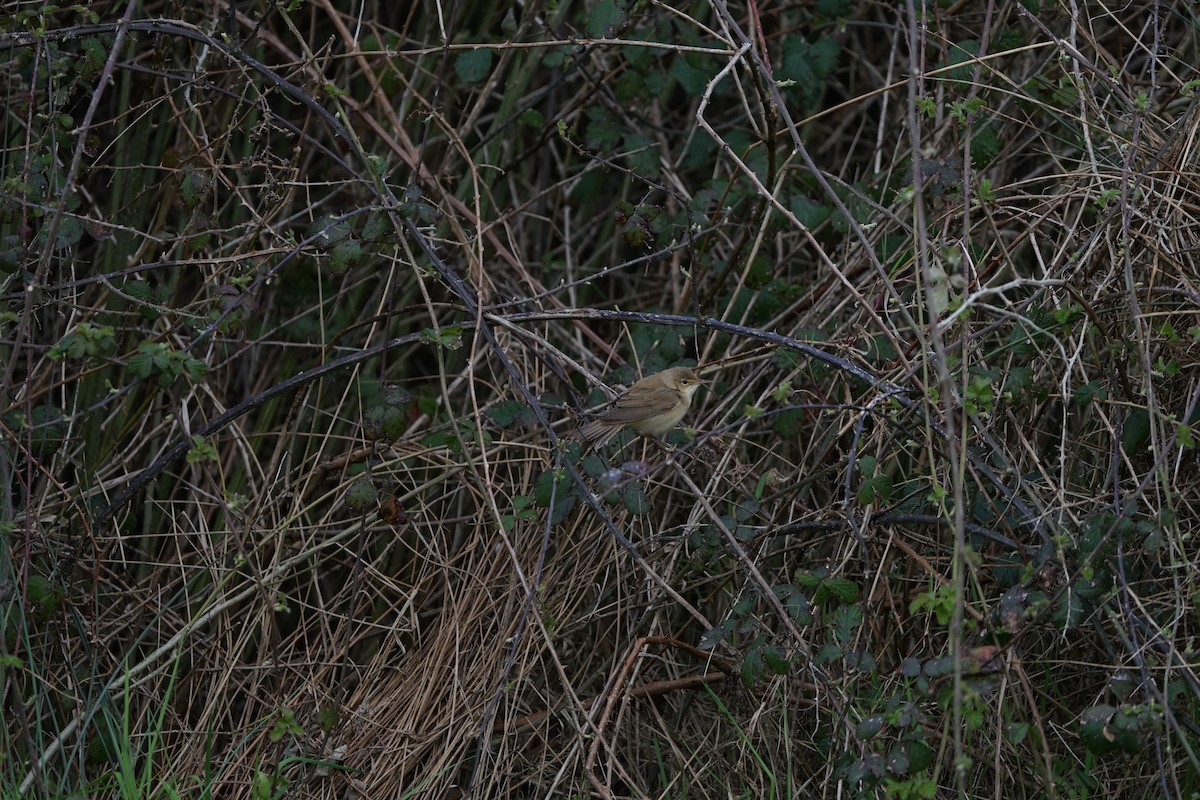 Marsh/Common Reed Warbler - ML616520842