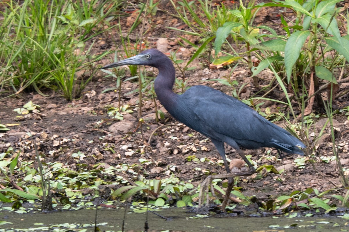 Little Blue Heron - ML616520849