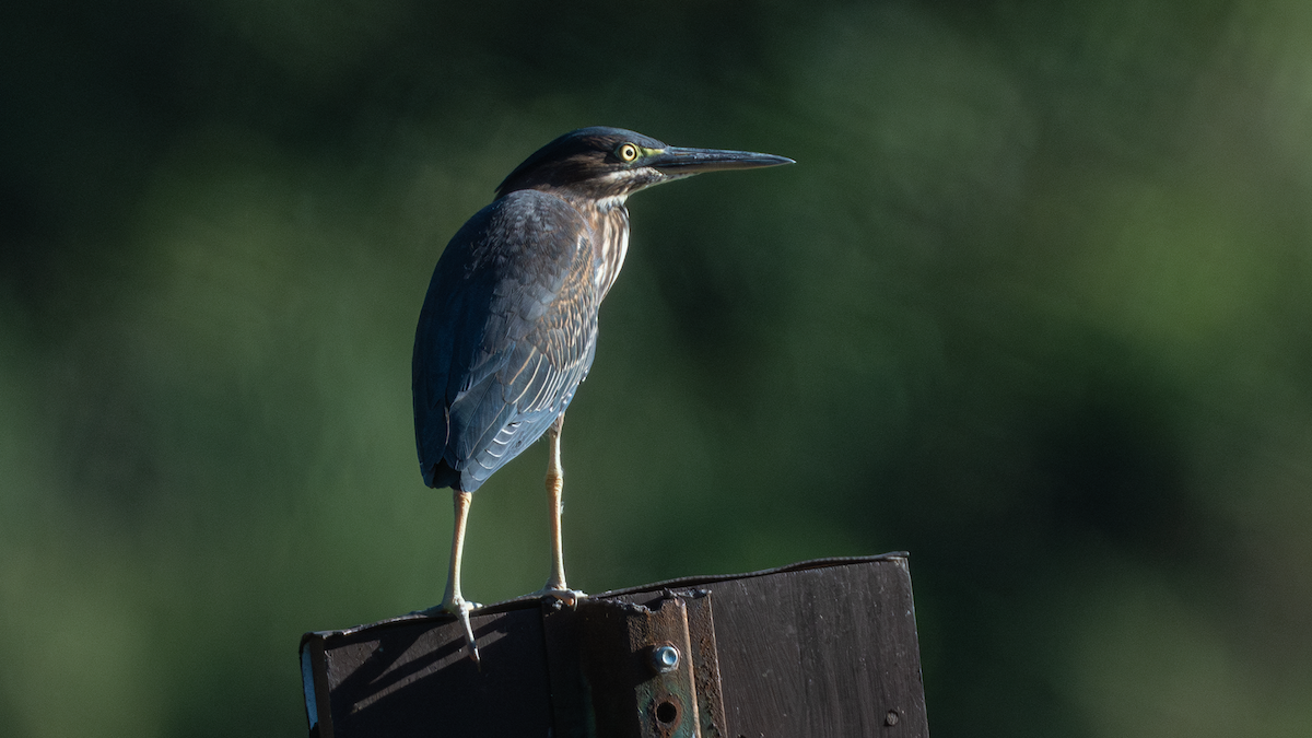 Green Heron - Xinsheng Wei