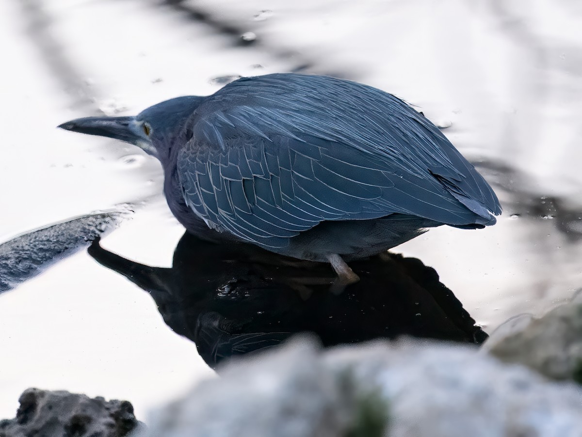 Green Heron - Nick Winograd