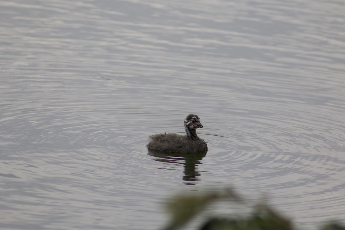 Pied-billed Grebe - Rachel Jalbert