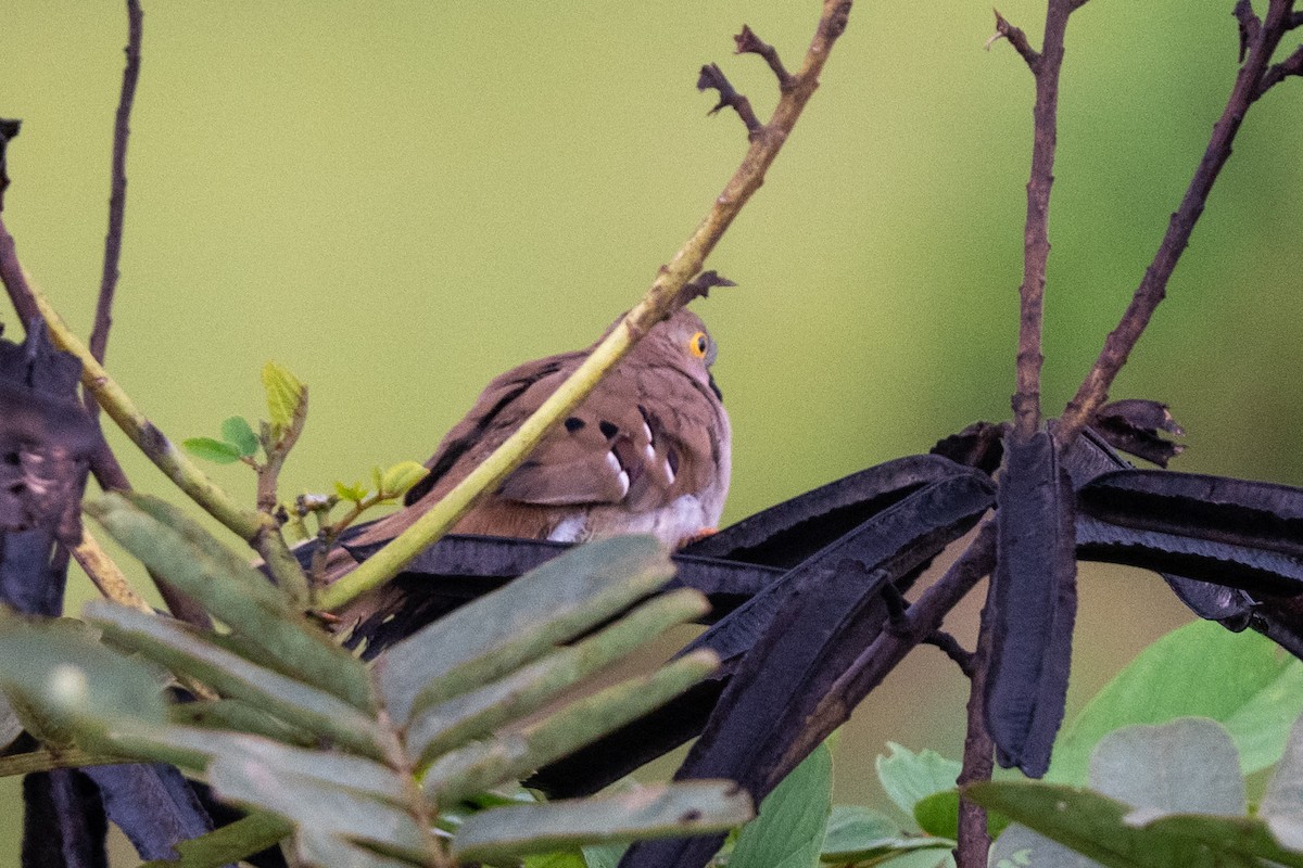 Long-tailed Ground Dove - Ted Kavanagh
