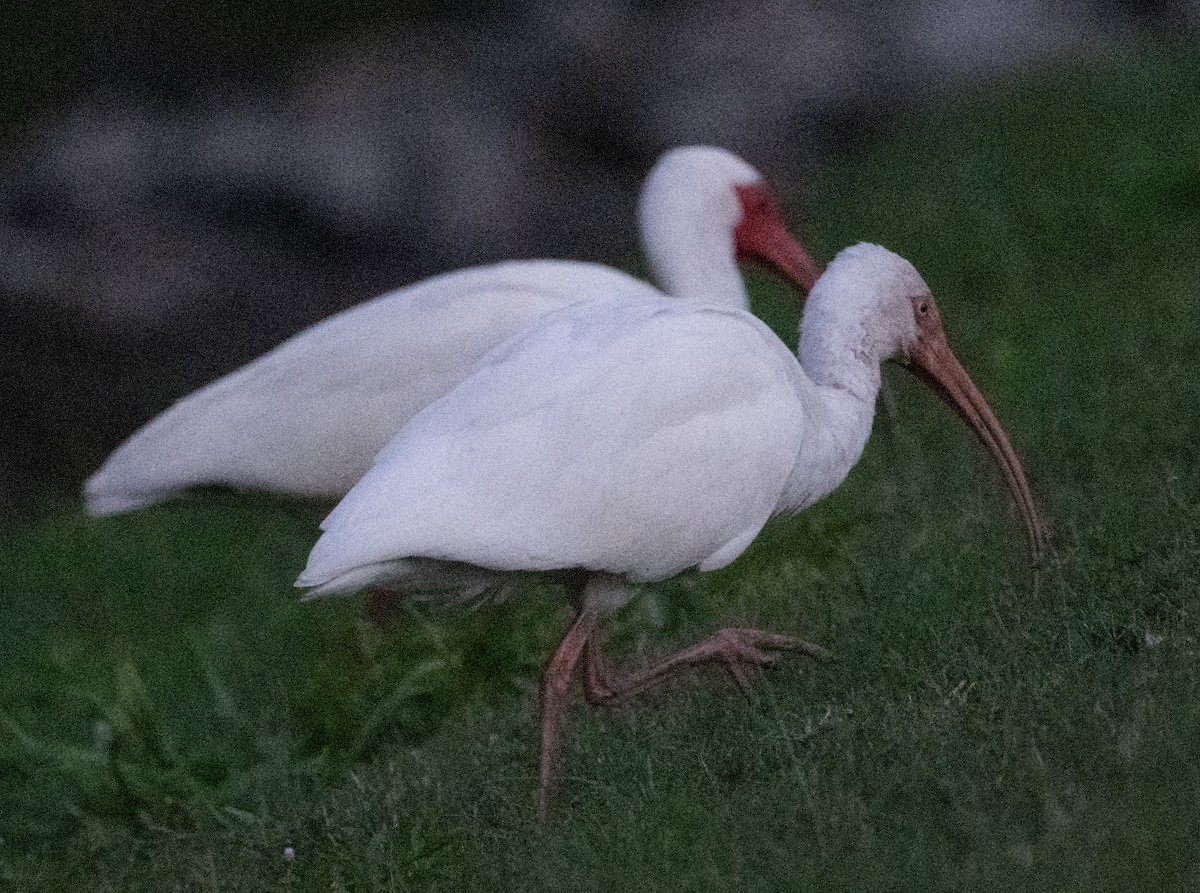 White Ibis - ML616520897