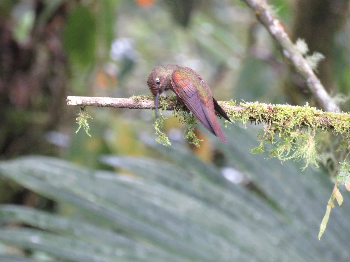 ub. kolibri (Trochilidae sp.) - ML616520902