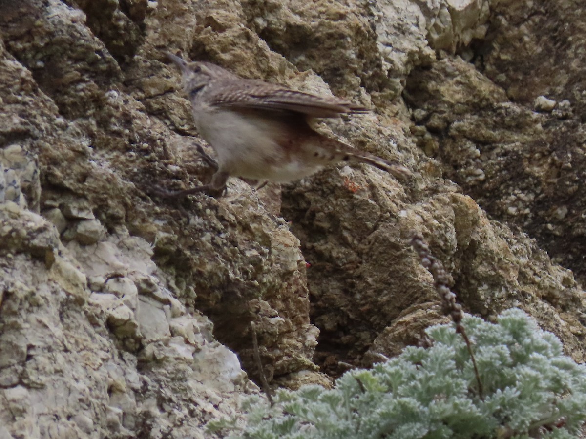 Rock Wren - Alane Gray