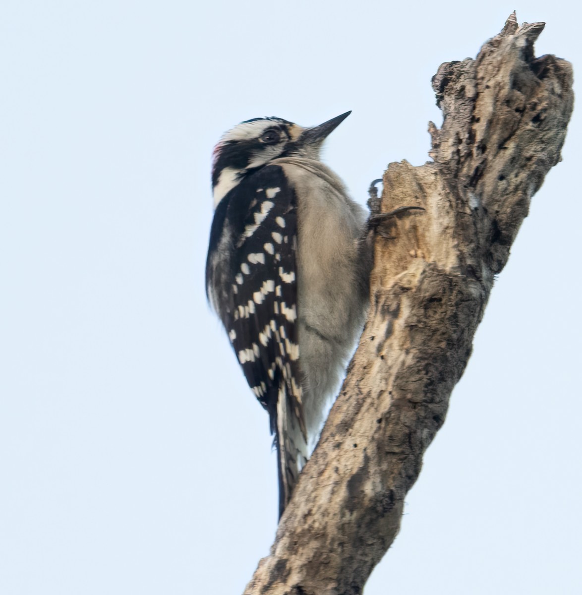 Downy Woodpecker - ML616520920