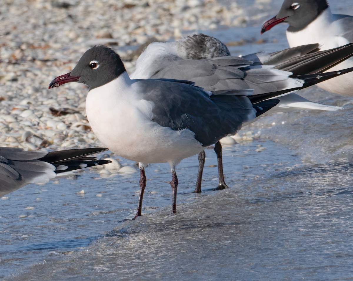 Laughing Gull - ML616520933