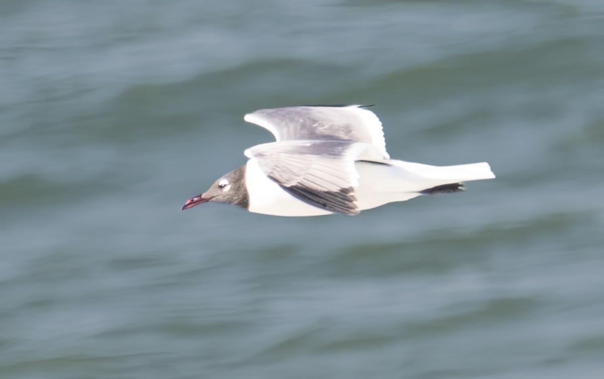 Mouette atricille - ML616520939