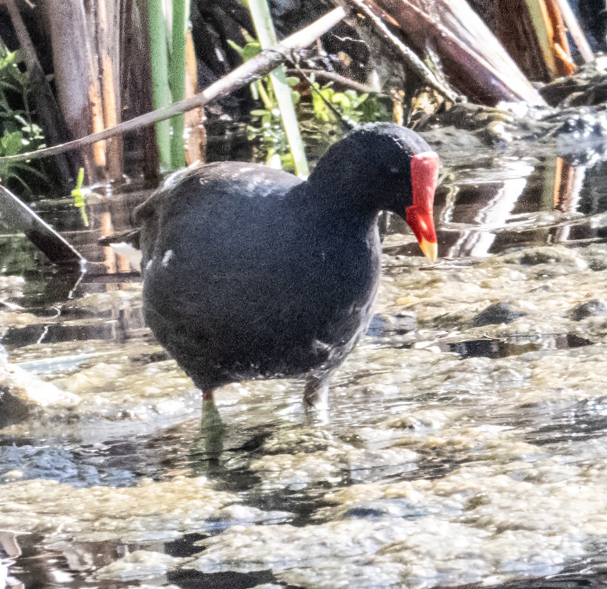 Common Gallinule - ML616520966