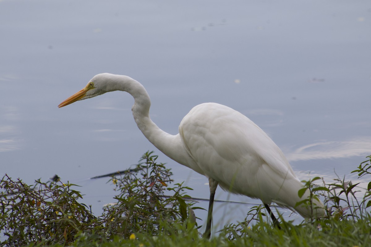 Great Egret - Rachel Jalbert