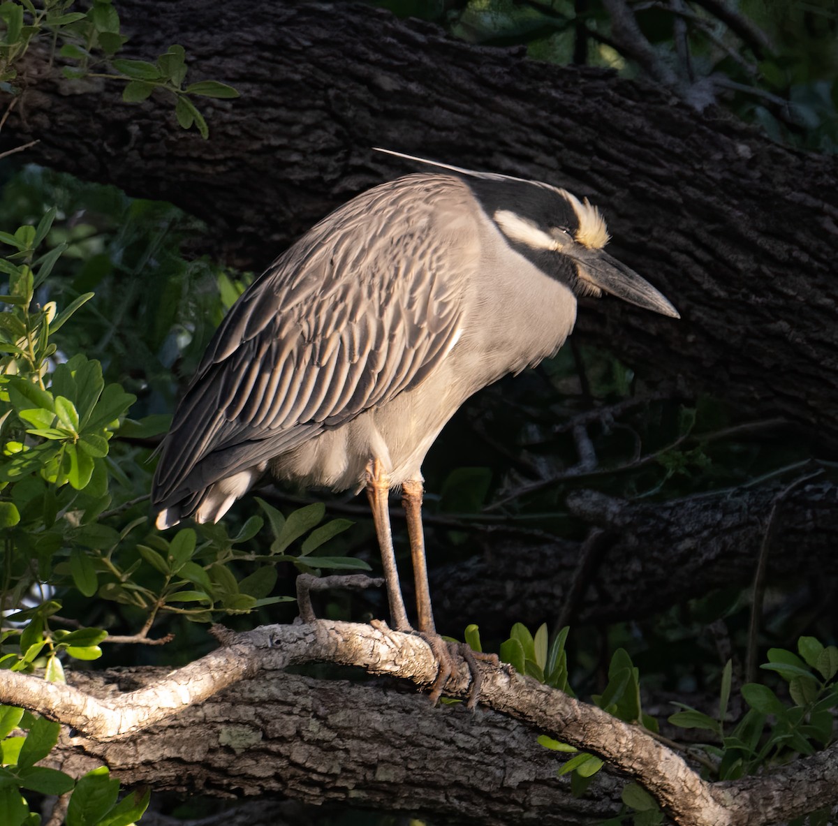 Yellow-crowned Night Heron - ML616520983