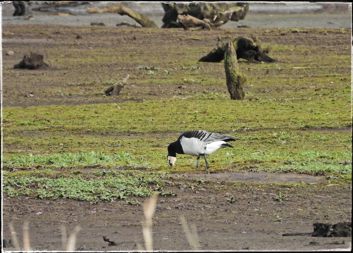 Barnacle Goose - ML616520987