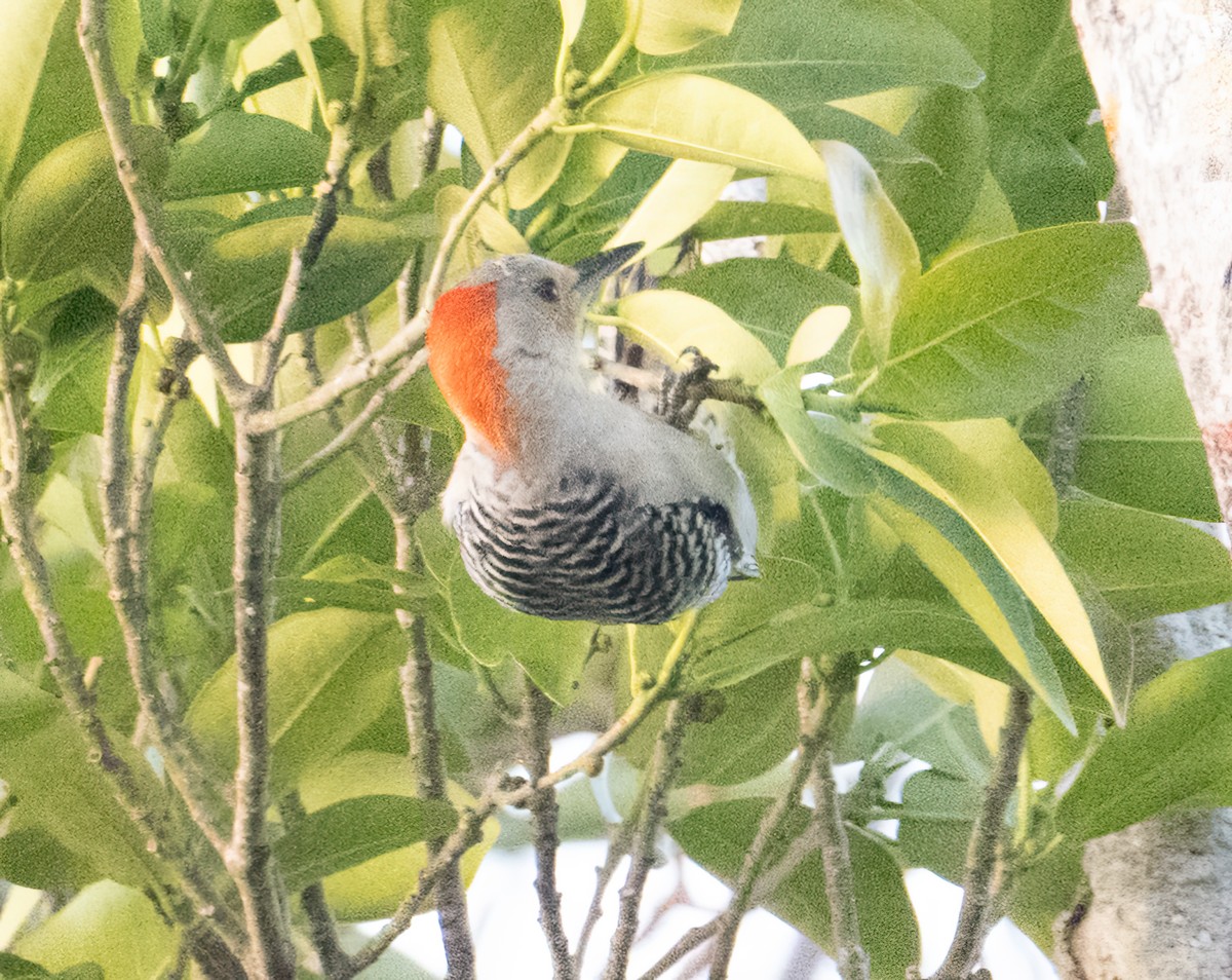 Red-bellied Woodpecker - ML616521002