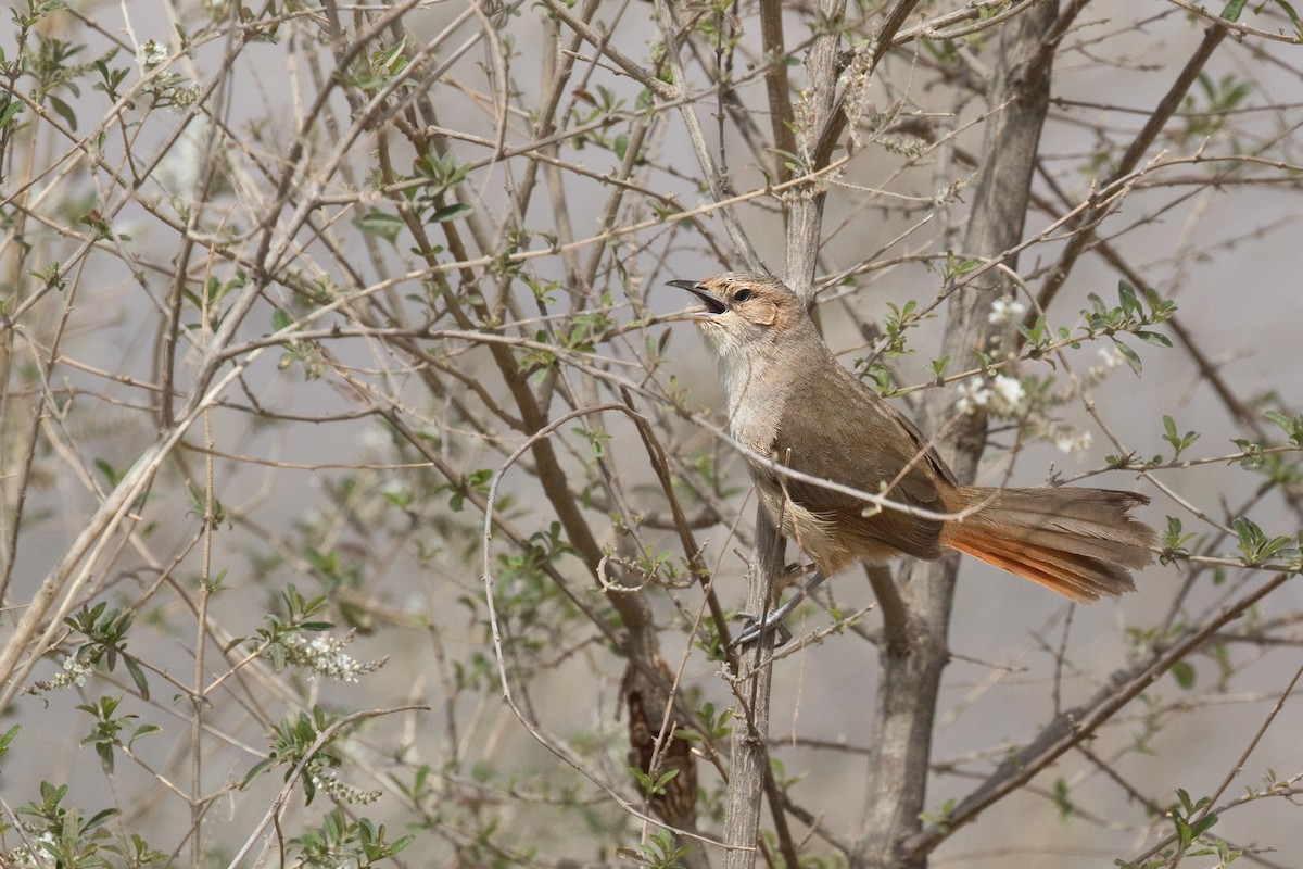 Streak-fronted Thornbird - ML616521003