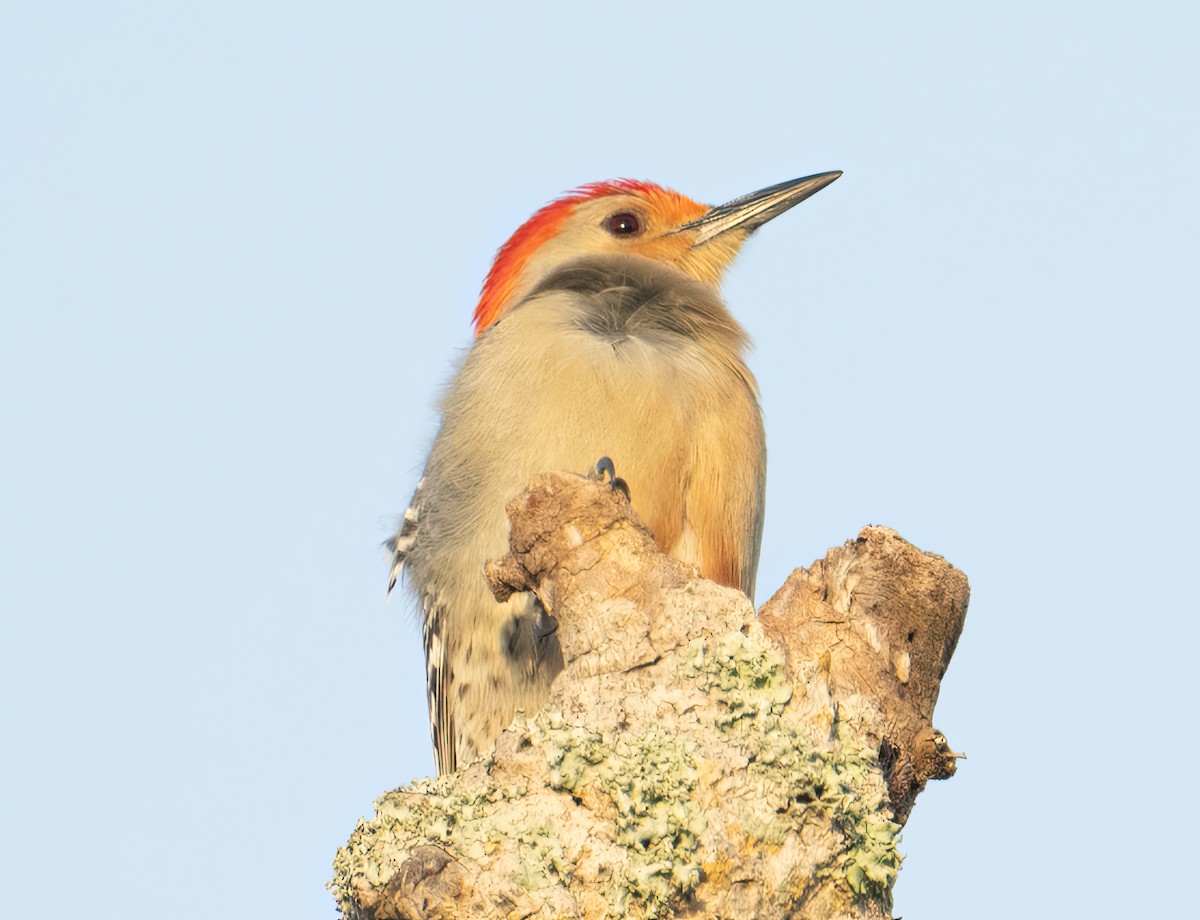 Red-bellied Woodpecker - ML616521006