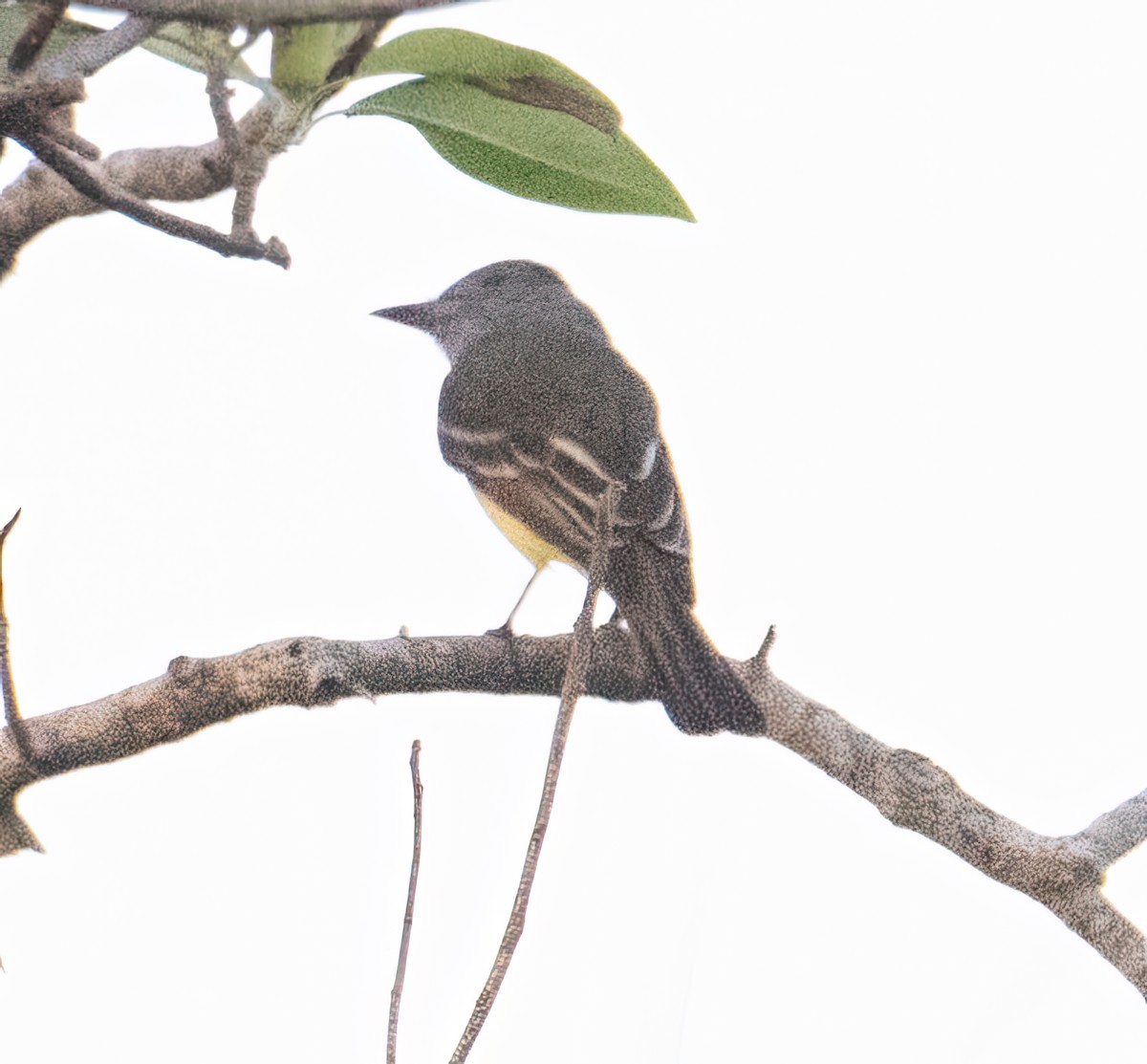 Great Crested Flycatcher - ML616521012