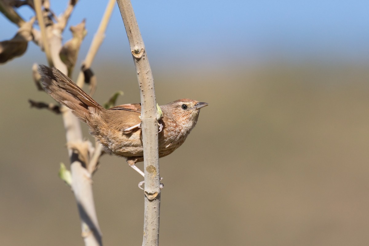 Spot-breasted Thornbird - ML616521033