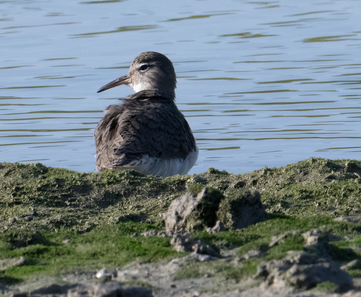 Spotted Sandpiper - ML616521082