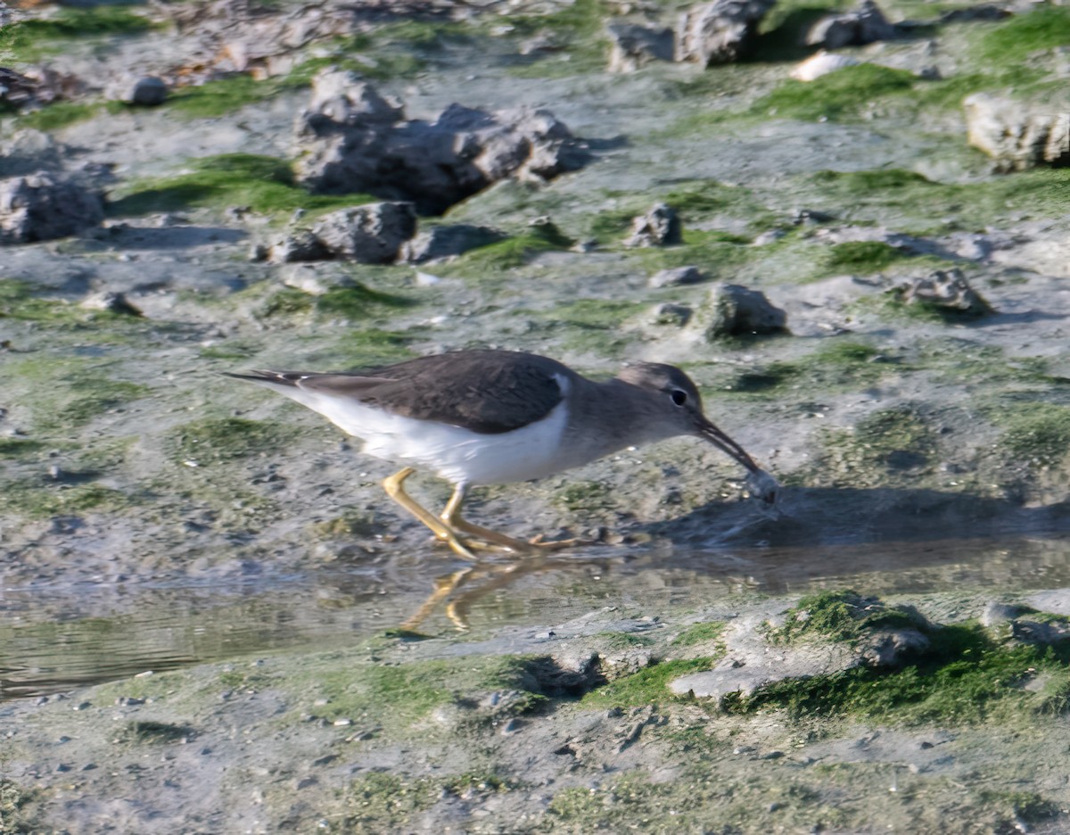 Spotted Sandpiper - ML616521087