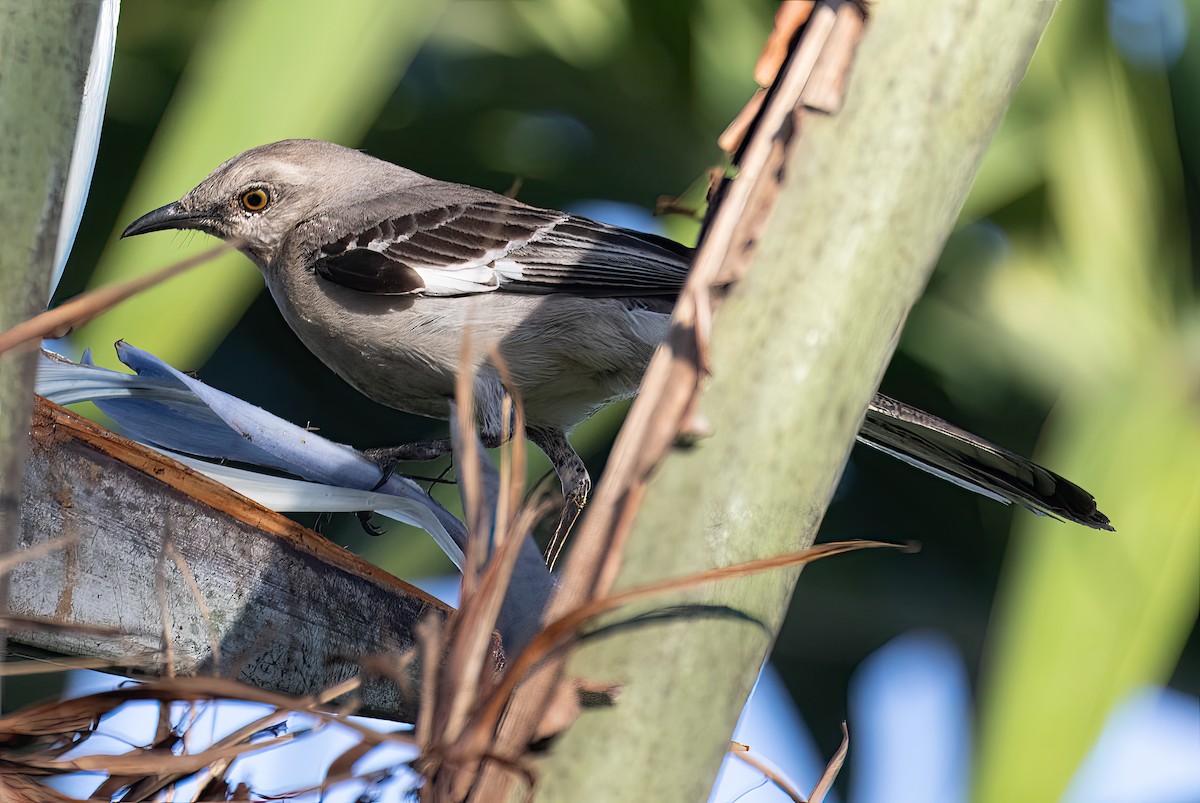 Northern Mockingbird - ML616521102