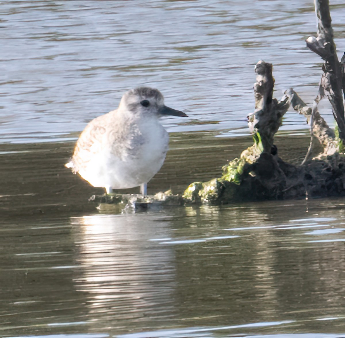 Black-bellied Plover - ML616521112