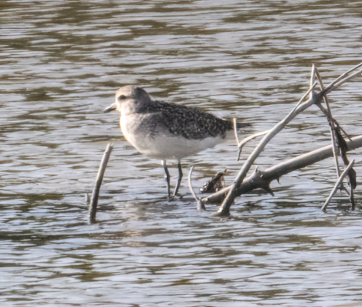 Black-bellied Plover - ML616521113