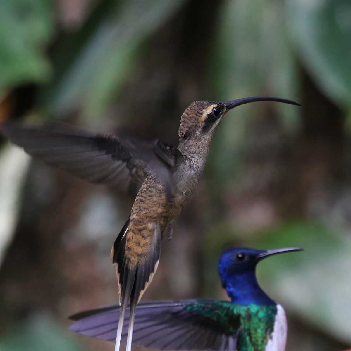 kolibřík tmavolící - ML616521147