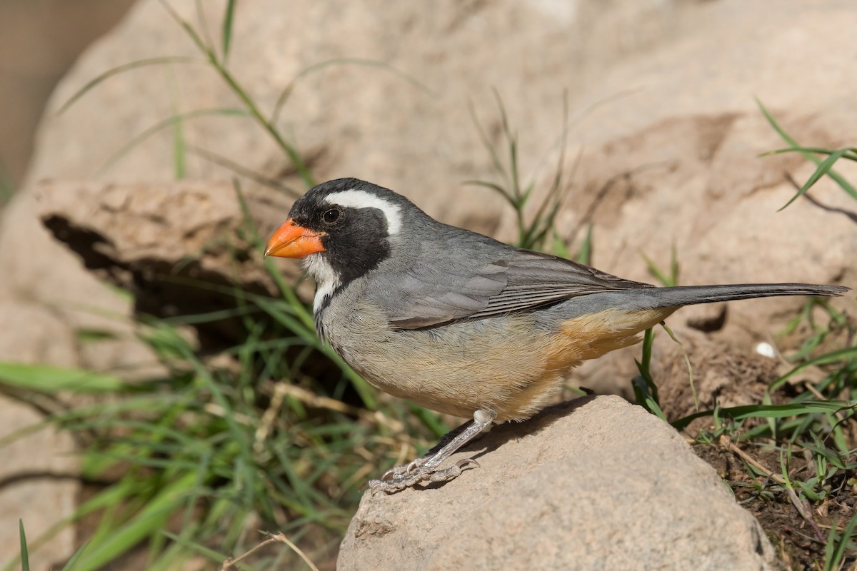 Saltator à bec orange - ML616521157