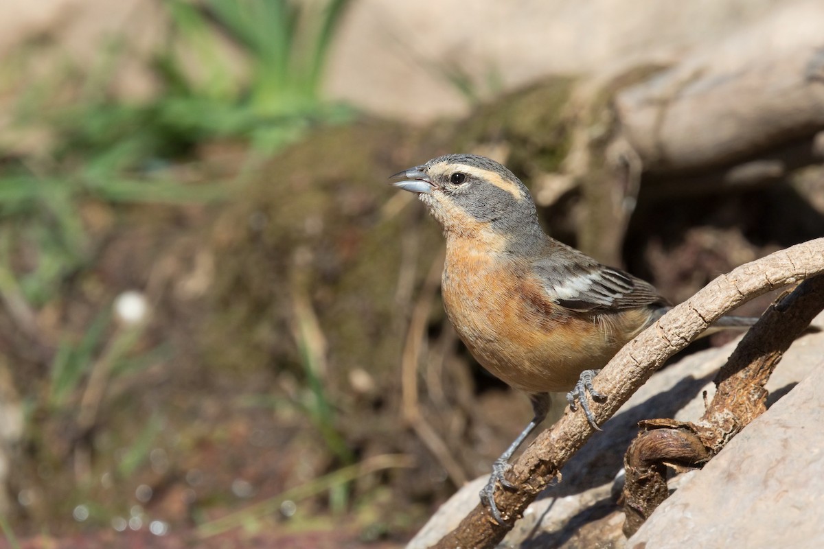 Cinnamon Warbling Finch - ML616521172