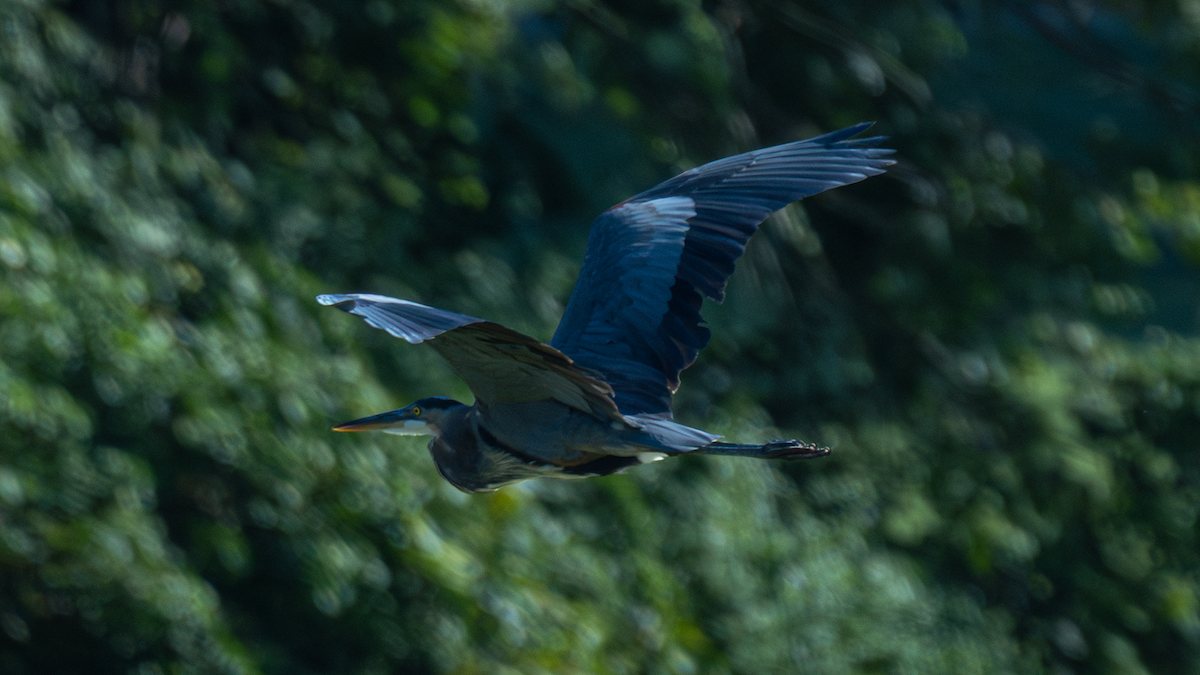 Great Blue Heron - Xinsheng Wei