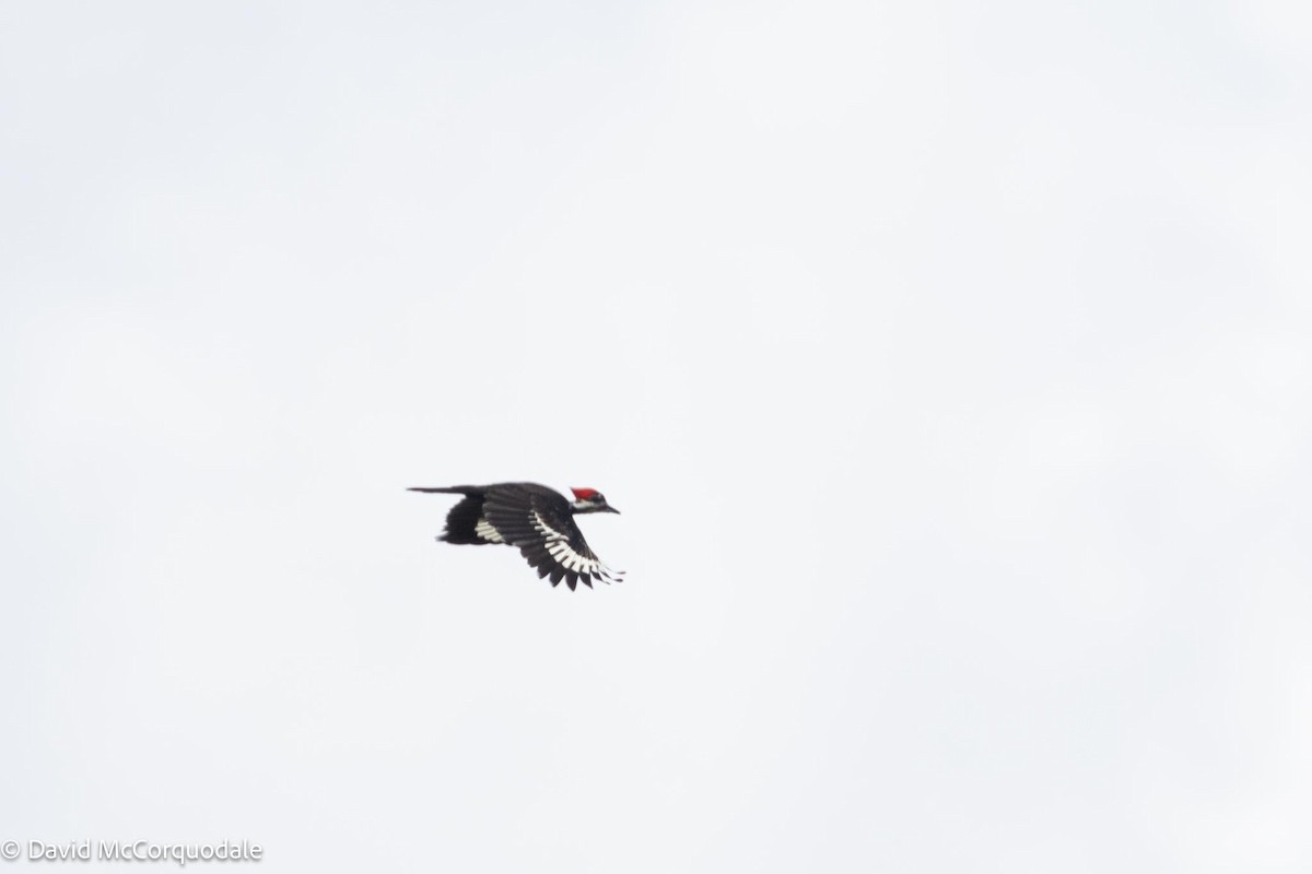 Pileated Woodpecker - ML616521284
