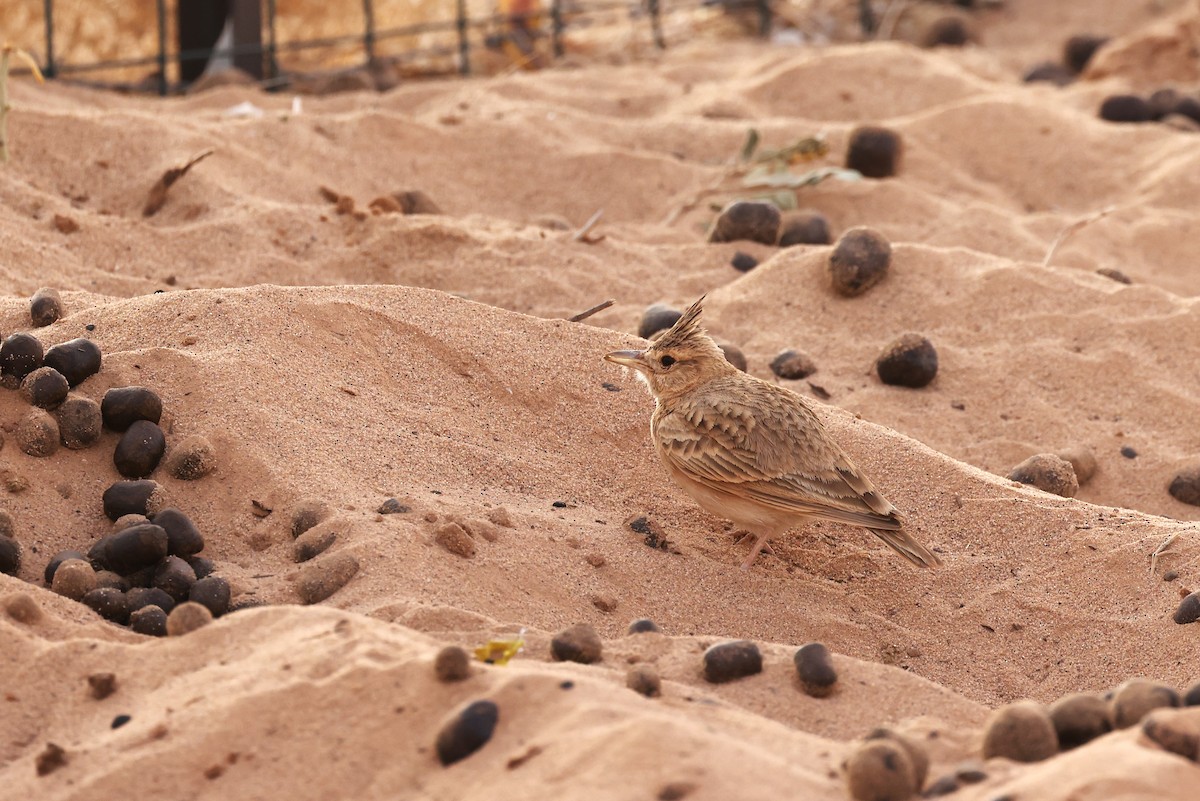 Crested Lark - ML616521336