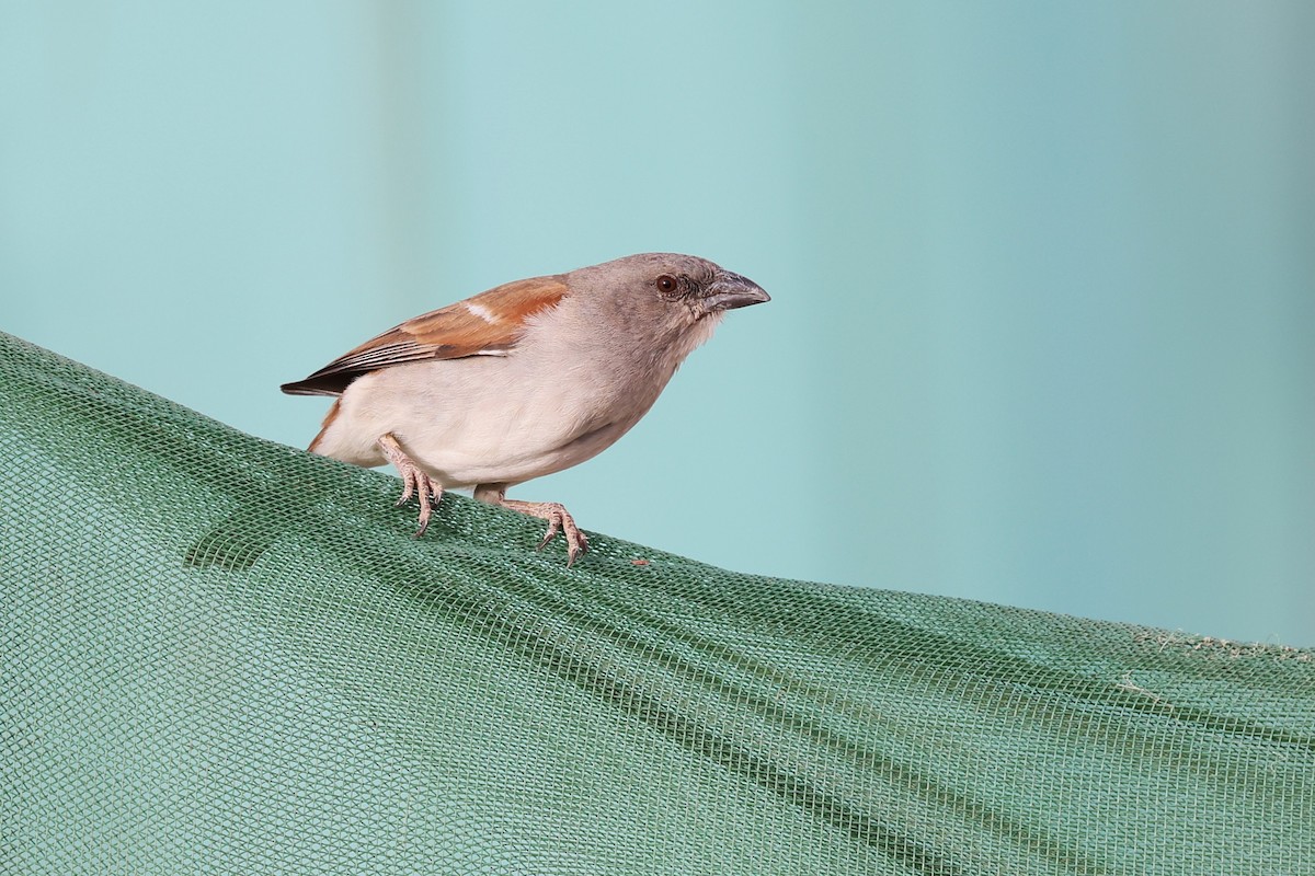 Northern Gray-headed Sparrow - ML616521350