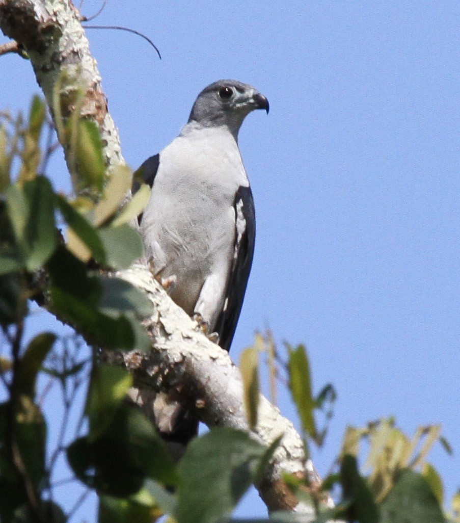 Gray-headed Kite - ML616521450