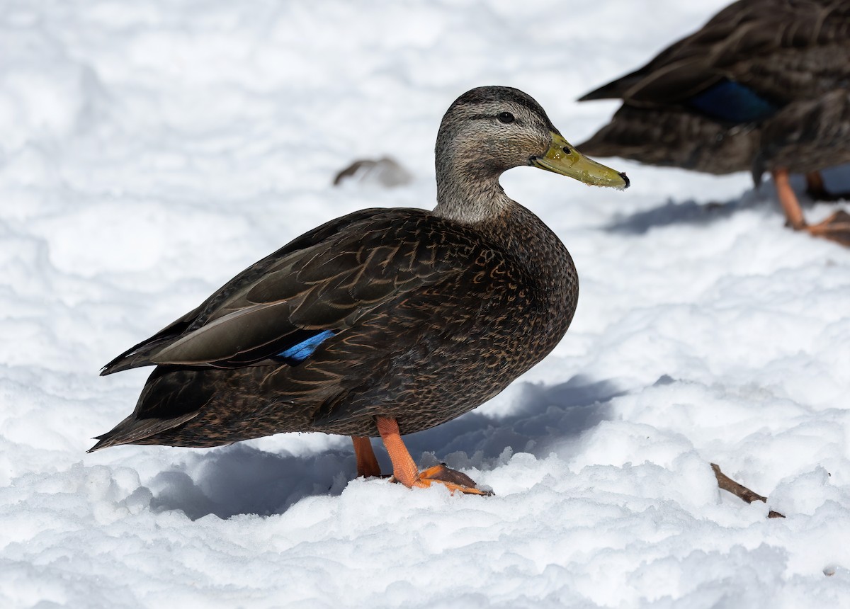 American Black Duck - Julie Paquette