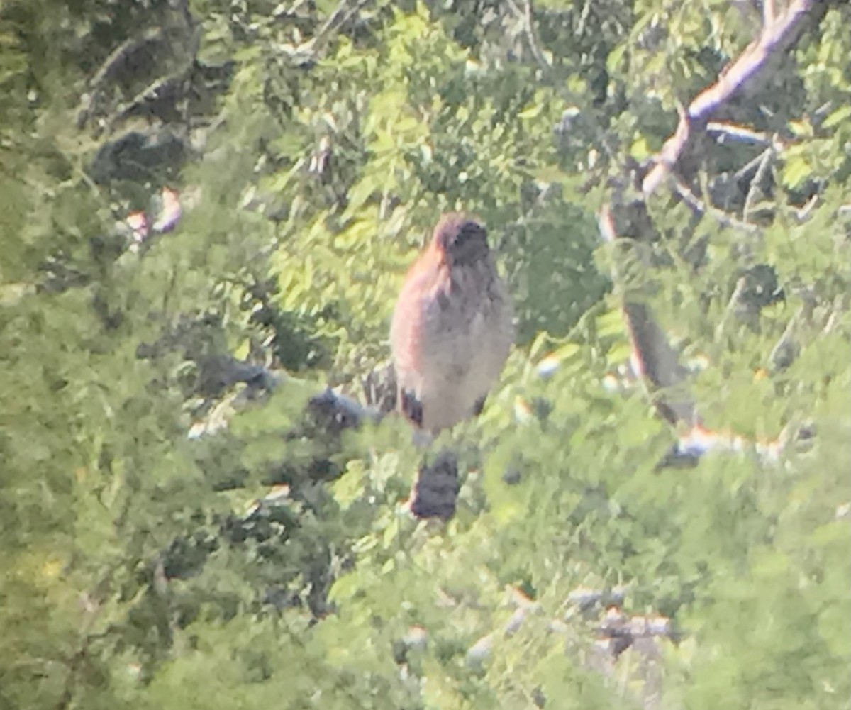 Roadside Hawk - ML616521455