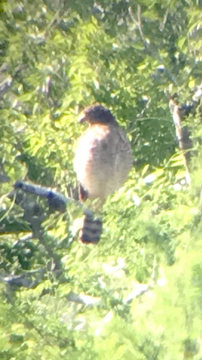 Roadside Hawk - ML616521456