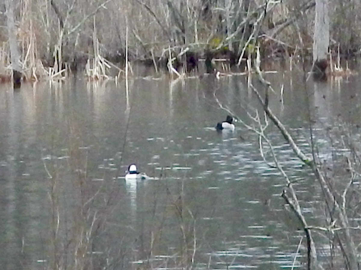 Bufflehead - Mike McCarthy