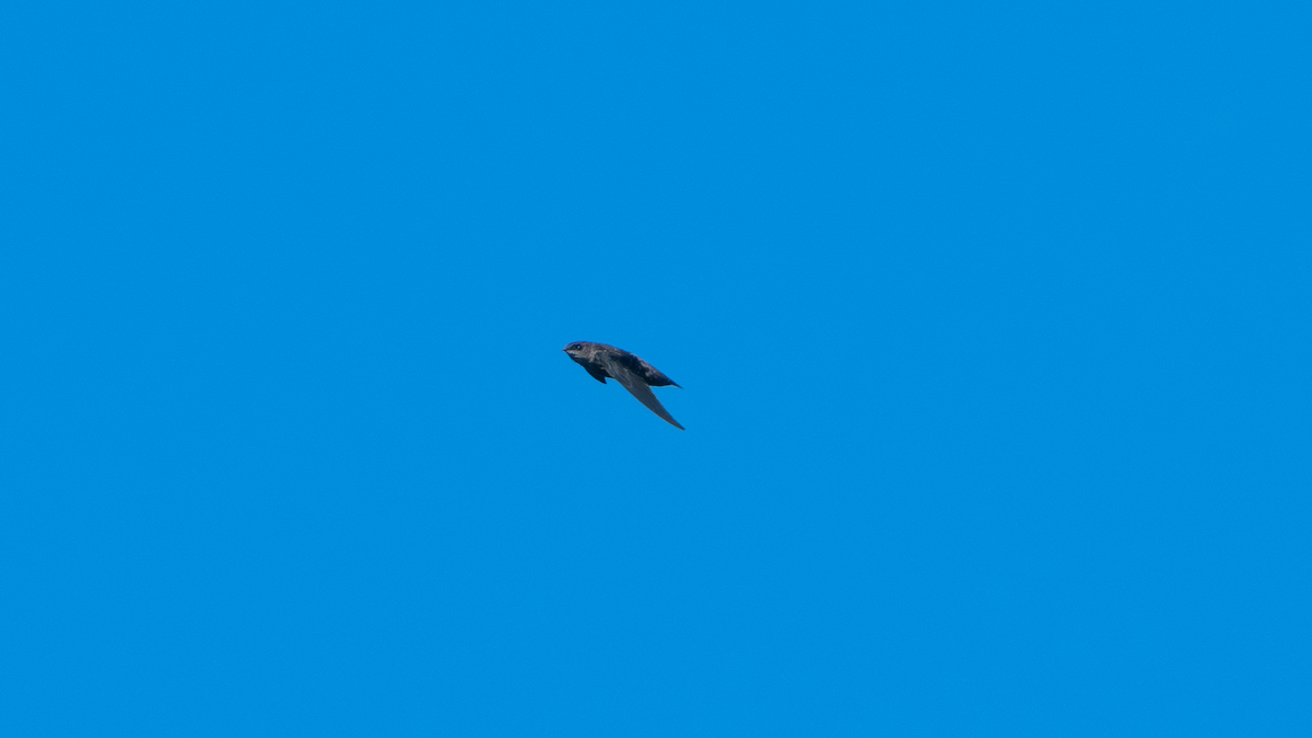 Chimney Swift - Xinsheng Wei