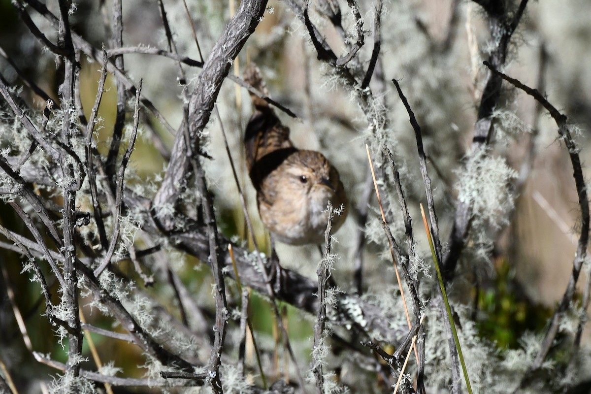 Grass Wren - ML616521515