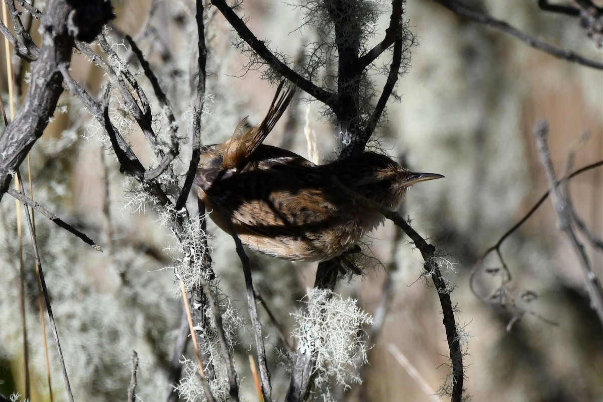 Grass Wren - ML616521516